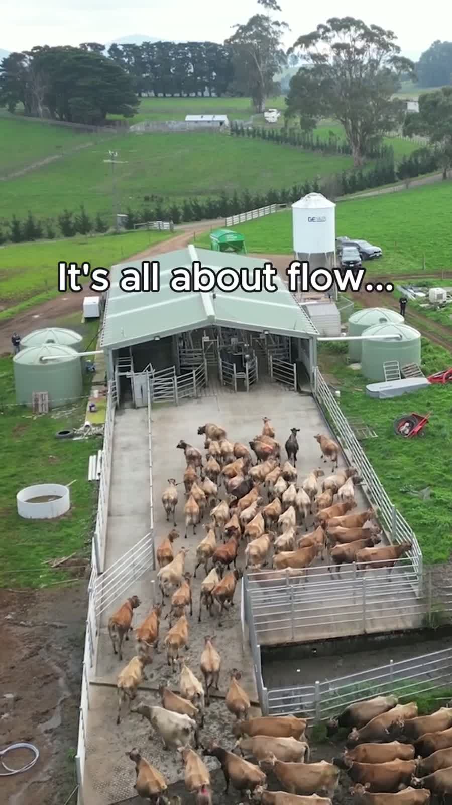 Dairy short-form video thumbnail